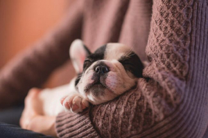 Як називати дівчину собаку? Як називати дівчину собаку?